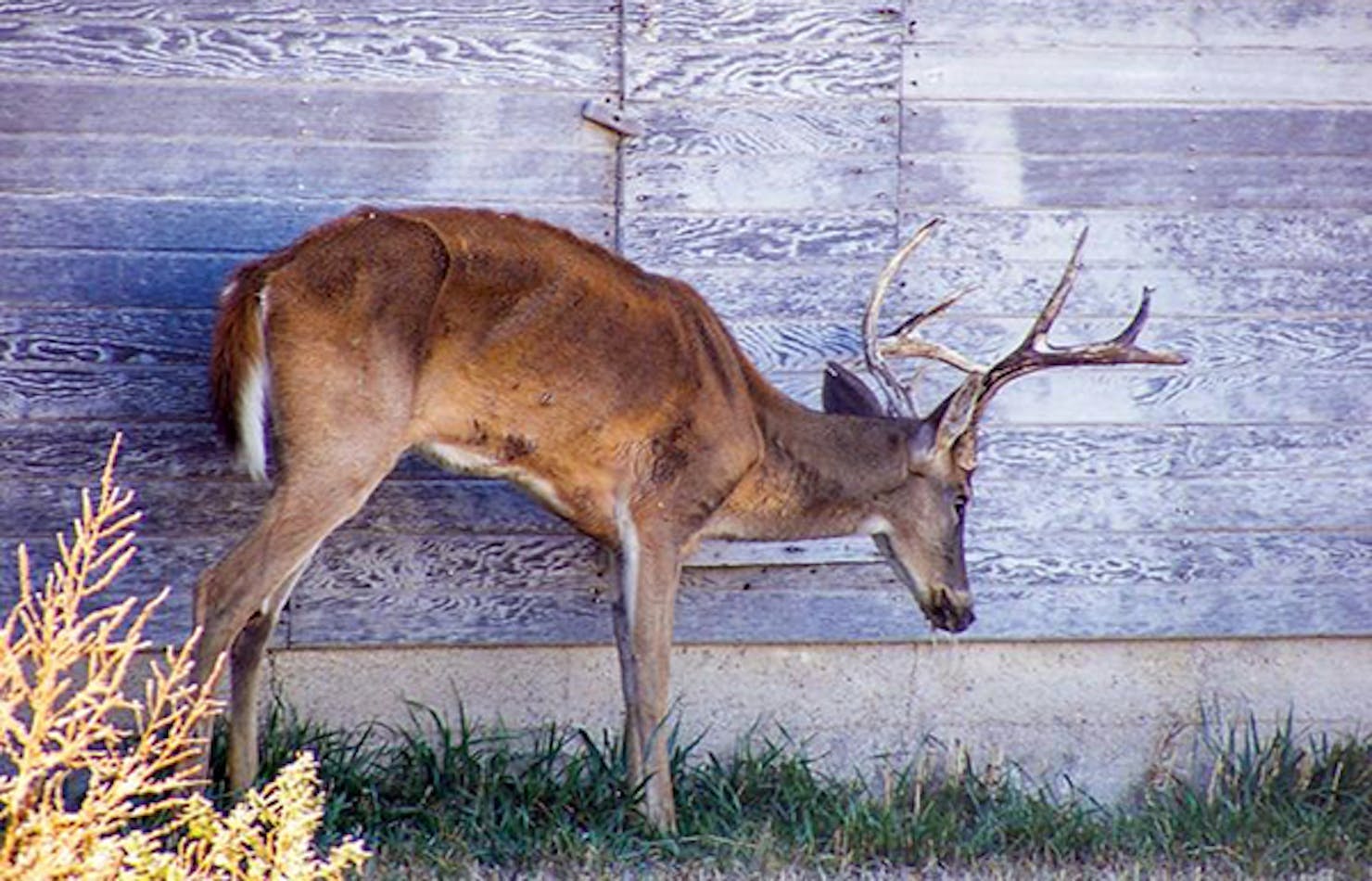 Chronic Wasting Disease Silvercore Podcast BC