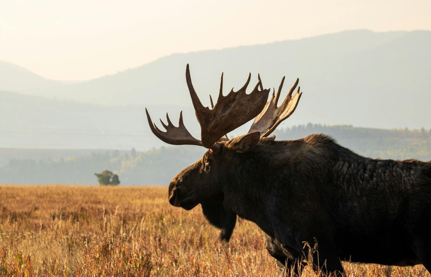 Bull Moose - guide to limited entry hunting in British Columbia BC