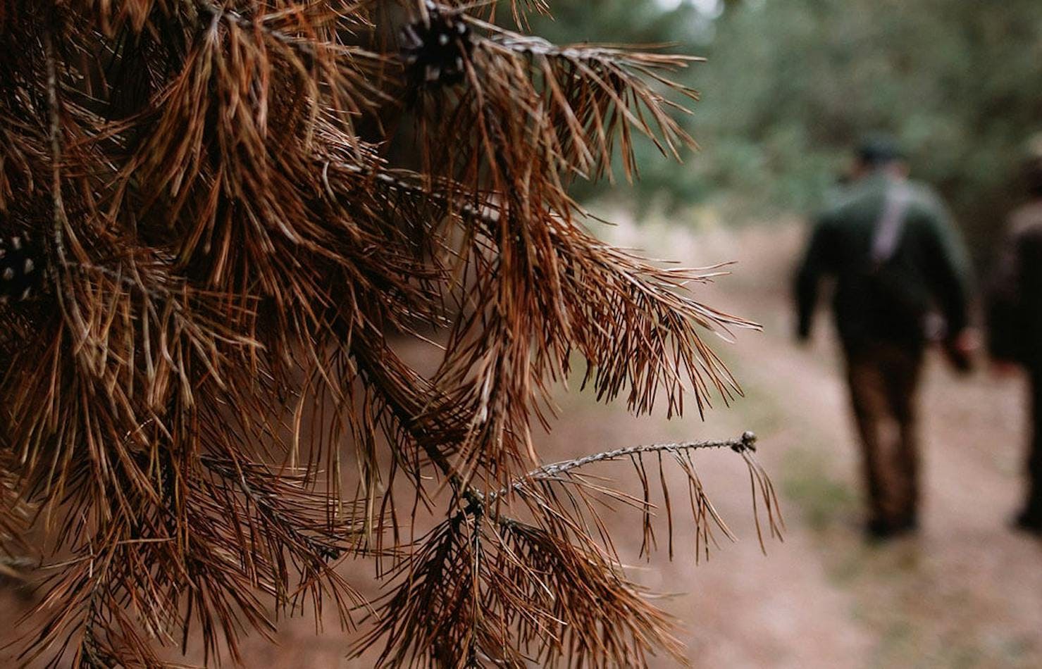 A close up of a tree with two people walking away in the background