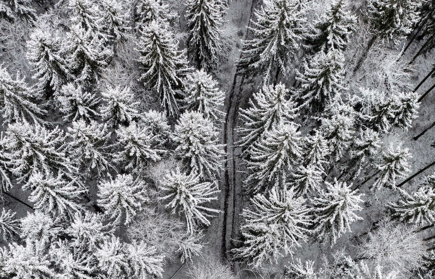 Aerial Photo of Snow Covered Forest