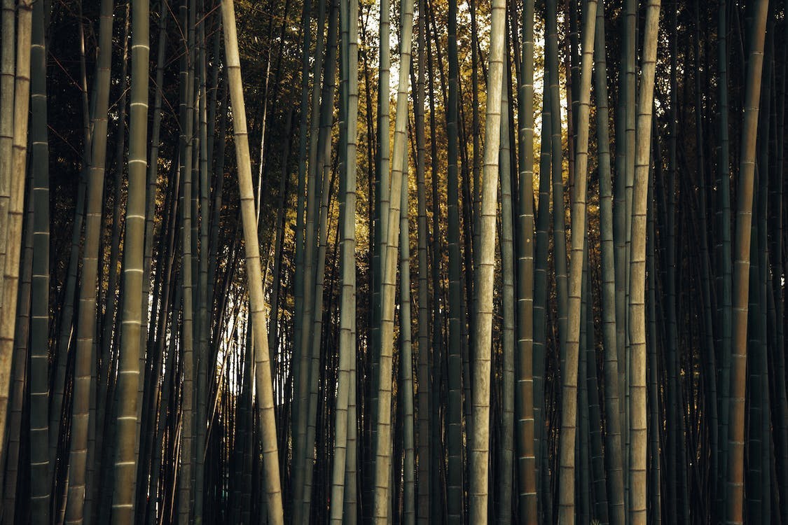 Wild Bamboo