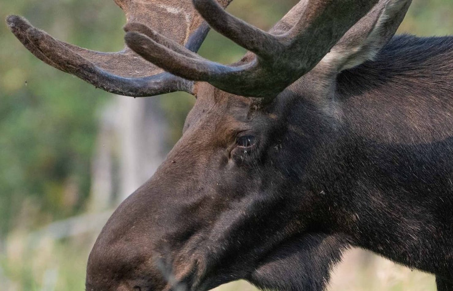 Moose head side
