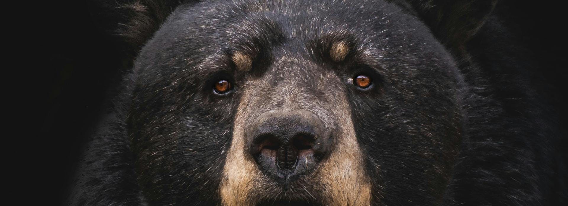 Bear snout