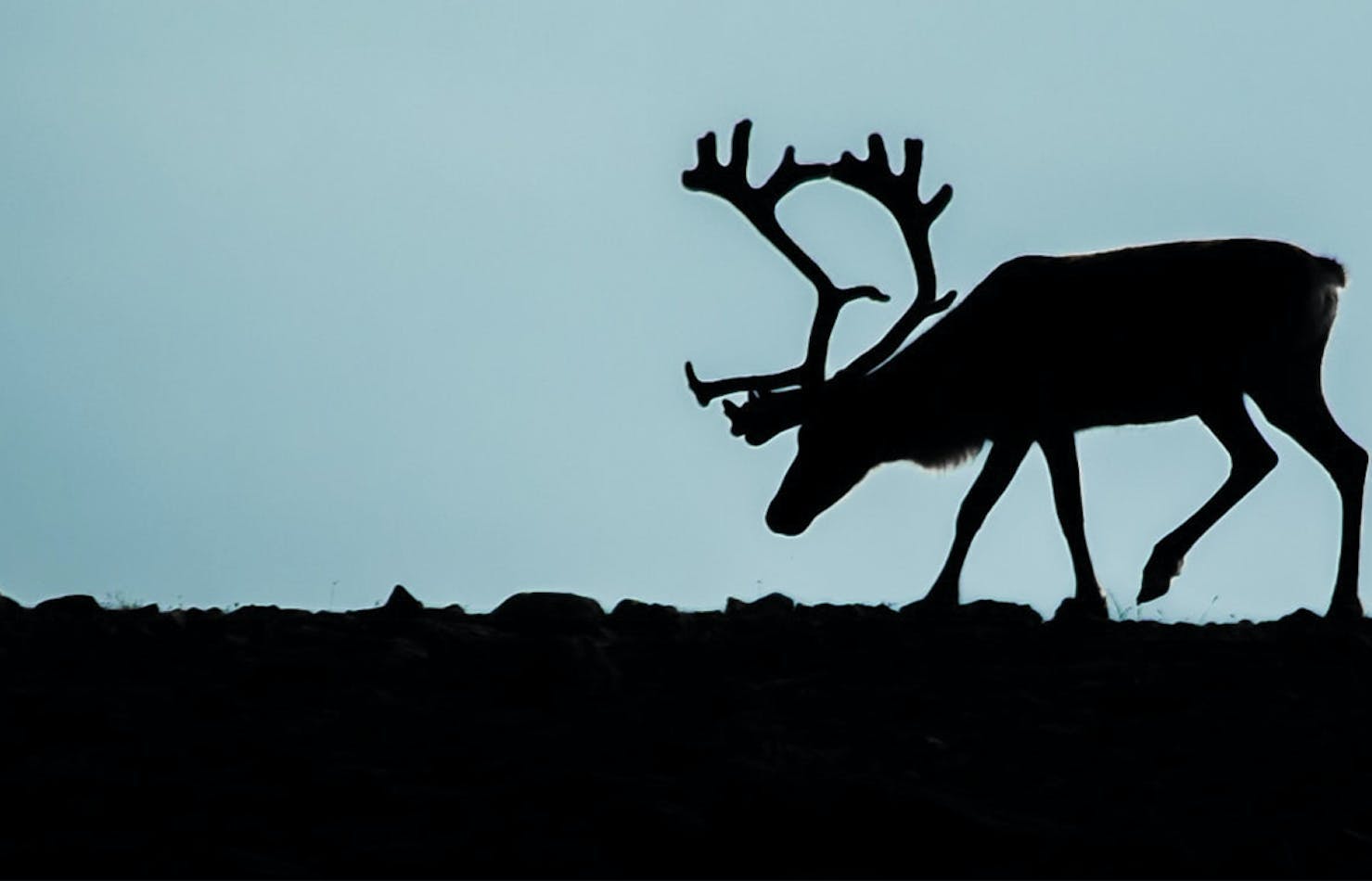 Silhouette of a Caribou