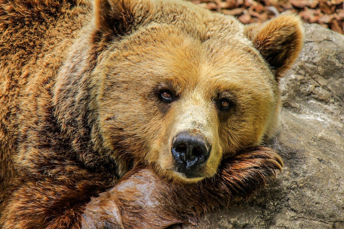 grizzly bear resting