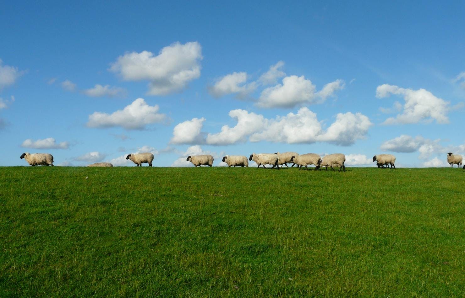 Sheep skyline